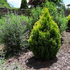 Berckman's Gold Arborvitae -Green Yard Plant Store Berckmans Arborvitae 1 FGT