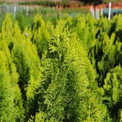 Berckman's Gold Arborvitae -Green Yard Plant Store Berckmans Arborvitae 8