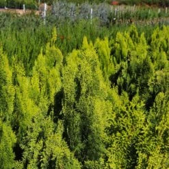 Berckman's Gold Arborvitae -Green Yard Plant Store Berckmans Arborvitae 9