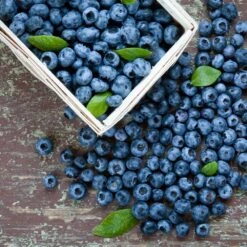 Biloxi Blueberry Bush -Green Yard Plant Store Biloxi Blueberry 1