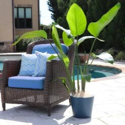 Bird Of Paradise - Orange -Green Yard Plant Store Bird of Paradise 5 FGT