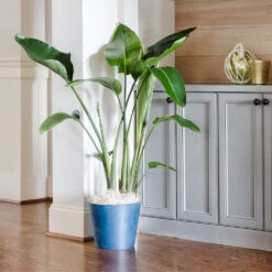 Bird Of Paradise - Orange -Green Yard Plant Store Bird of Paradise 9