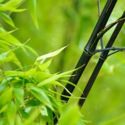 Black Bamboo -Green Yard Plant Store Black Bamboo 1 FGT
