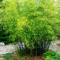 Black Bamboo -Green Yard Plant Store Black Bamboo 3 FGT