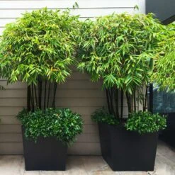 Black Bamboo -Green Yard Plant Store Black Bamboo 7