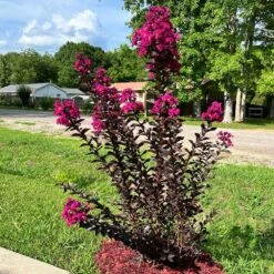 Black Diamond® Crape Myrtle - Mystic Magenta™ 7 Black Diamond® Crape Myrtle - Mystic Magenta™ -Green Yard Plant Store Black Diamon Magestic magenta Crape Myrtle31