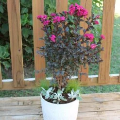 Black Diamond® Crape Myrtle - Mystic Magenta™ 6 Black Diamond® Crape Myrtle - Mystic Magenta™ -Green Yard Plant Store Black Diamon Magestic magenta Crape Myrtle 1