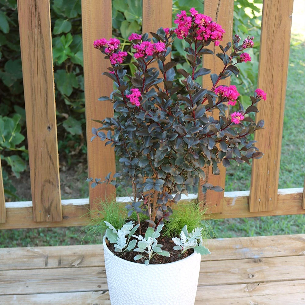 Black Diamond® Crape Myrtle - Mystic Magenta™ 3 Black Diamond® Crape Myrtle - Mystic Magenta™ - Image 3