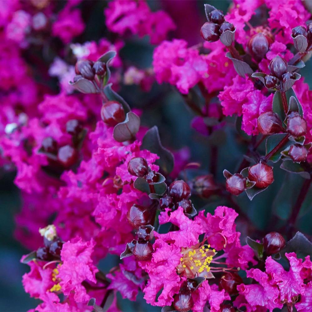 Black Diamond® Crape Myrtle - Mystic Magenta™ 2 Black Diamond® Crape Myrtle - Mystic Magenta™ - Image 2