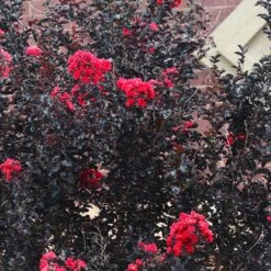 Black Diamond® Crape Myrtle - Best Red™ -Green Yard Plant Store Black Diamond Crape Myrtle 6 FGT