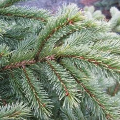 Black Hills Spruce Tree -Green Yard Plant Store Black Hills Spruce 6 FGT
