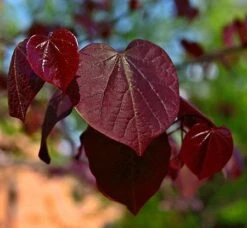 Black Pearl™ Redbud Tree 6 Black Pearl™ Redbud Tree -Green Yard Plant Store Black Pearl Redbud Tree 450 D1