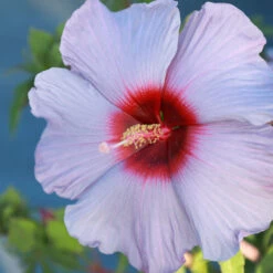 Summer Spice® Hardy Hibiscus Bleu Brulee™ 5 Summer Spice® Hardy Hibiscus Bleu Brulee™ -Green Yard Plant Store Bleu Brulee Hibiscus 1