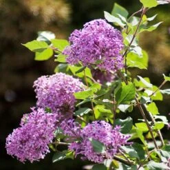 Bloomerang® Lilac Shrub -Green Yard Plant Store Bloomerang Lilac Shrub 2