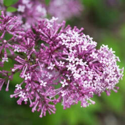 Bloomerang® Lilac Shrub -Green Yard Plant Store Bloomerang Lilac Shrub 5 FGT