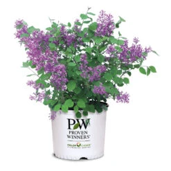 Bloomerang® Lilac Shrub -Green Yard Plant Store Bloomerang Lilac Shrub 7 3G