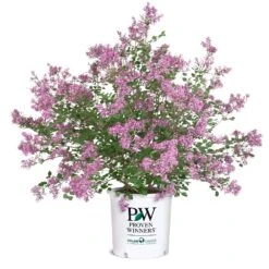 Bloomerang® Lilac Shrub -Green Yard Plant Store Bloomerang Lilac Shrub 8 5G