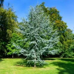Blue Atlas Cedar Tree -Green Yard Plant Store Blue Atlas Cedar 2