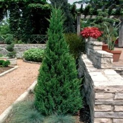 Blue Point Juniper -Green Yard Plant Store Blue Point Juniper 2