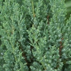 Blue Point Juniper -Green Yard Plant Store Blue Point Juniper 3