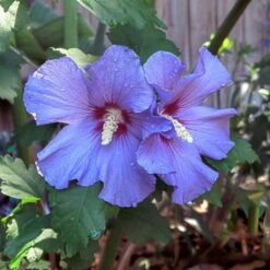 Azurri Blue Satin® Rose Of Sharon Althea Tree -Green Yard Plant Store Blue Satin Rose Of Sharon Tree 2