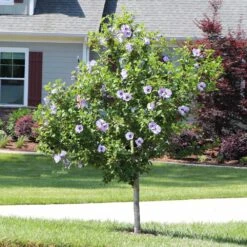 Azurri Blue Satin® Rose Of Sharon Althea Tree -Green Yard Plant Store Blue Satin Rose Of Sharon Tree 3