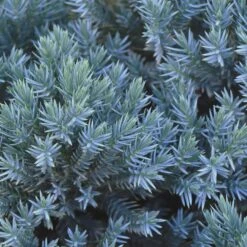 Blue Star Juniper Shrub -Green Yard Plant Store Blue Star Juniper 2