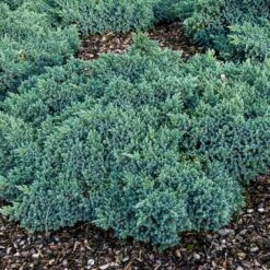 Blue Star Juniper Shrub -Green Yard Plant Store Blue Star Juniper 4