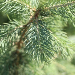 Blue Wonder Spruce Tree 7 Blue Wonder Spruce Tree -Green Yard Plant Store Blue Wonder Spruce 3 FGT