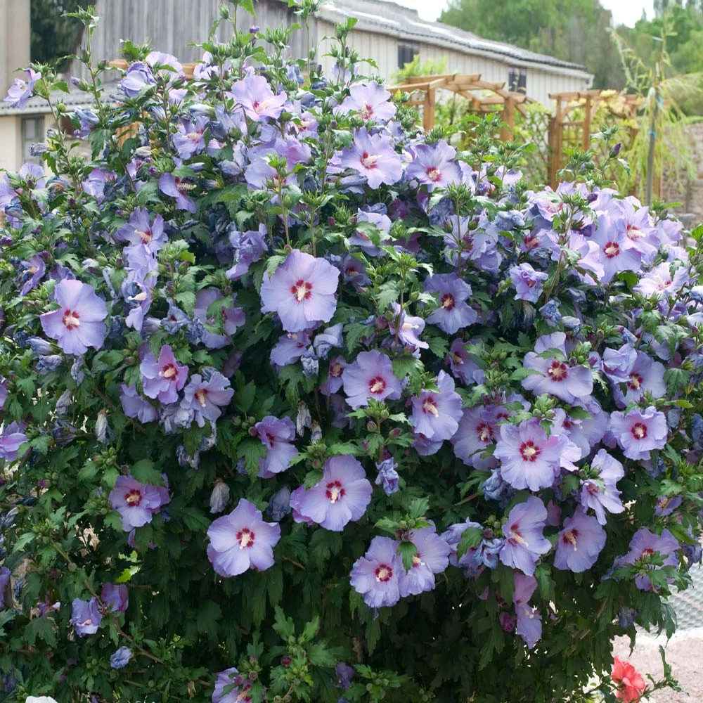 Bluebird Rose Of Sharon Hibiscus Shrub 2 Bluebird Rose Of Sharon Hibiscus Shrub - Image 2