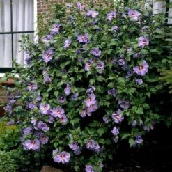 Bluebird Rose Of Sharon Hibiscus Shrub 5 Bluebird Rose Of Sharon Hibiscus Shrub -Green Yard Plant Store Bluebird Hibiscus 2