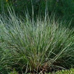 Blues Little Bluestem Grass -Green Yard Plant Store Bluestem Grass The Blues 4
