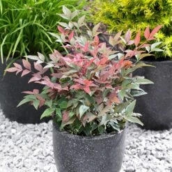Blush Pink™ Nandina Shrub -Green Yard Plant Store Blush Pink Nandina FGT 5