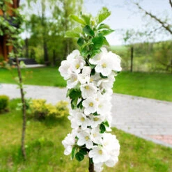 Blushing Delight™ Columnar Apple Tree 8 Blushing Delight™ Columnar Apple Tree -Green Yard Plant Store Blushing Delight Columnar Apple 3