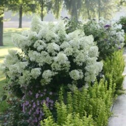 Bobo® Hydrangea Shrub -Green Yard Plant Store Bobo Hyrangea 2 FGT