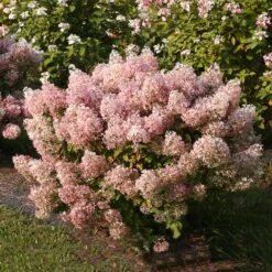 Bobo® Hydrangea Shrub -Green Yard Plant Store Bobo Hyrangea 4 FGT