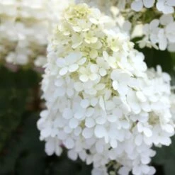 Bobo® Hydrangea Shrub -Green Yard Plant Store Bobo Hyrangea 5