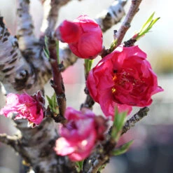 Bonanza Patio Peach Tree -Green Yard Plant Store Bonanza Peach tree 4 FGT