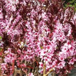 Bonfire Patio Peach Tree -Green Yard Plant Store Bonfire Peach 3 FGT