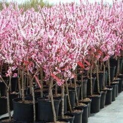 Bonfire Patio Peach Tree -Green Yard Plant Store Bonfire Peach 4