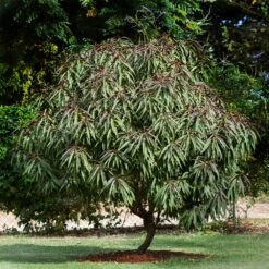 Bonfire Patio Peach Tree -Green Yard Plant Store Bonfire Peach 6