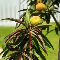 Bonfire Patio Peach Tree -Green Yard Plant Store Bonfire Peach 7 FGT