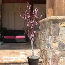 Bonfire Patio Peach Tree -Green Yard Plant Store Bonfire Peach 9