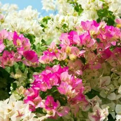 Bi-Color Bougainvillea Tree -Green Yard Plant Store Bougainvillea Braided 1