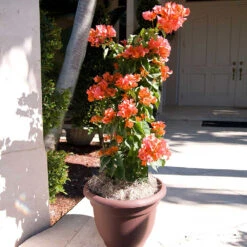 Sundown Orange Bougainvillea 10 Sundown Orange Bougainvillea -Green Yard Plant Store Bougainvillea Sundown 4