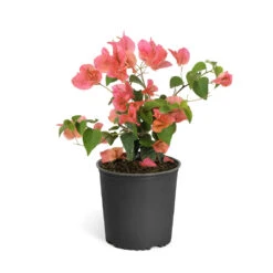 Sundown Orange Bougainvillea 15 Sundown Orange Bougainvillea -Green Yard Plant Store Bougainvillea Sundown 6qt
