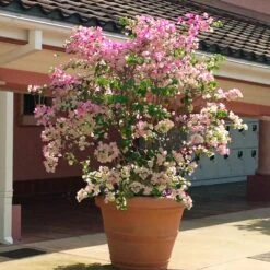 Thai Delight Bougainvillea -Green Yard Plant Store Bougainvillea Thai 3