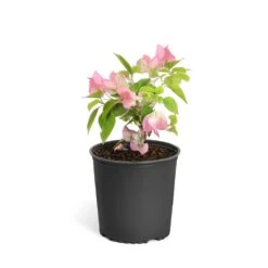 Thai Delight Bougainvillea -Green Yard Plant Store Bougainvillea Thai 6inch 2b64339f 3e7d 4698 81c3 7b79fad40cd5