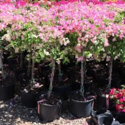 Thai Delight Bougainvillea -Green Yard Plant Store Bougainvillea Thai 7