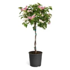 Thai Delight Bougainvillea -Green Yard Plant Store Bougainvillea Thai tree